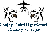 sanjaydubritigersafari